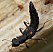 stenus_bimaculatus.jpg