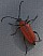 stictoleptura_fonteneyi_femelle.jpg