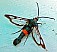 synanthedon_myopeformis.jpg
