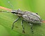 tanymecus_palliatus.jpg