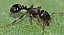 tetramorium_sp_1.jpg