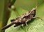 tetrix_subulata_femelle.jpg
