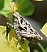 tetrix_tenuicornis_femelle.jpg