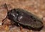 throscus_sp_1.jpg