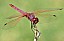 trithemis_annulata_male.jpg