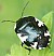 tritomegas_bicolor.jpg