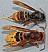 vespa_velutina_vespa_crabro_1.jpg