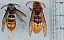 vespa_velutina_vespa_crabro_2.jpg