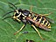 vespula_vulgaris.jpg