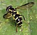 xanthgogramma_pedissequum_femelle.jpg