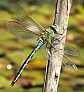 anax_imperator_male