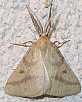 aspitates_ochrearia_male