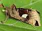 autographa_aemula