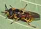 callicera_aurata_femelle
