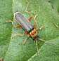 cantharis_lateralis