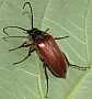cebrio_gigas_male