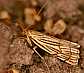 chrysocrambus_cratarella