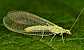 chrysoperla_carnea