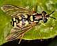 chrysotoxum_parmense_femelle