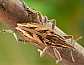 coniocleonus_excoriatus