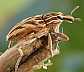 coniocleonus_excoriatus_1