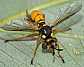 conops_silaceus