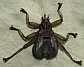 crataerhina_pallida