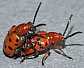 crioceris_duodecimpuncta_copula