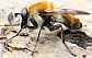 criorhina_floccosa