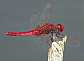 crocothemis_erythrea_male