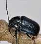 crypotocephalus_schaefferi_male