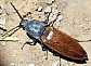 ctenicera_virens_femelle