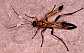 ctenochares_bicolorus