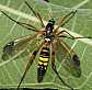 ctenophora_festiva