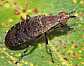 euthycera_cribrata