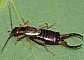 forficula_auricularua_male