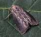 galleria_mellonella