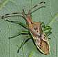 gonocerus_juniperi