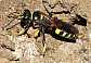 gorytes_quinquefasciatus