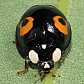 harmonia_axyridis_conspicua