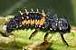 harmonia_axyridis_larve