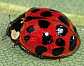 harmonia_axyridis_novemdecimguttata
