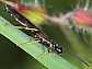 hartigia_linearis