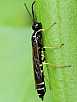 hartigia_xanthostoma