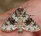 hecatera_dysodea_male