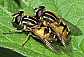 heliophilus_pendulus_copula