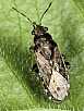 heterogaster_urticae
