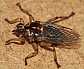 hippobosca_equina