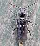 hylotrupes_bajulus
