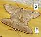 idaea_rubraria_copula